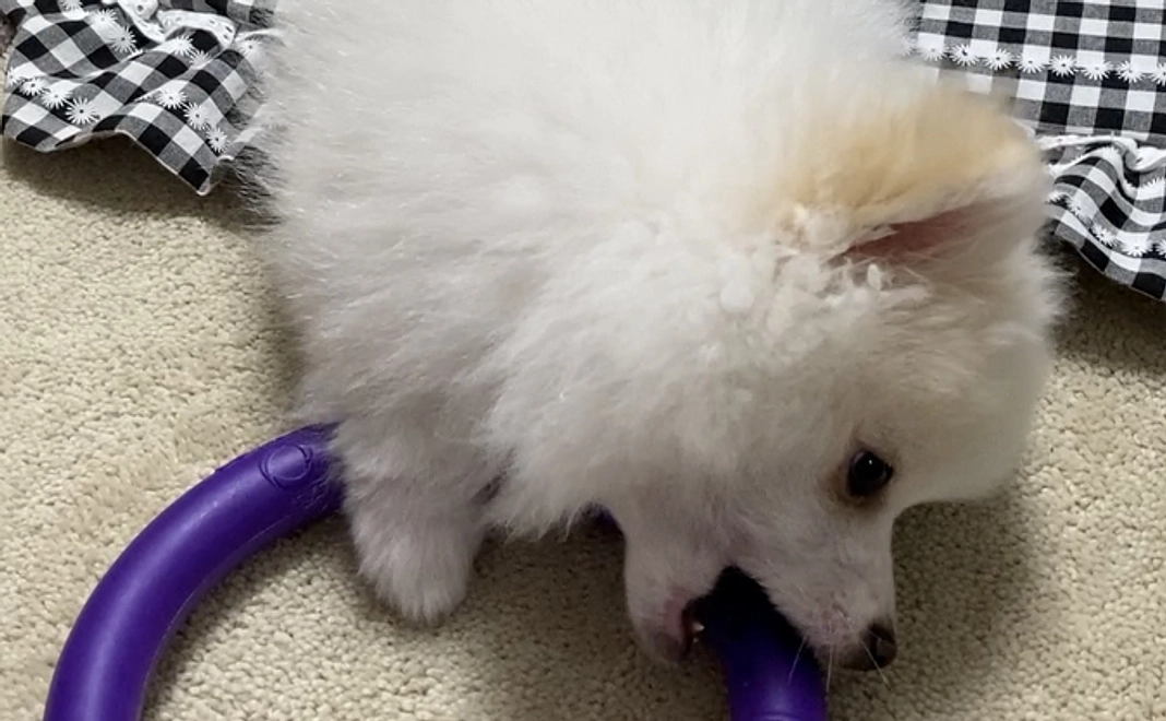 元気になってね　もこ　1