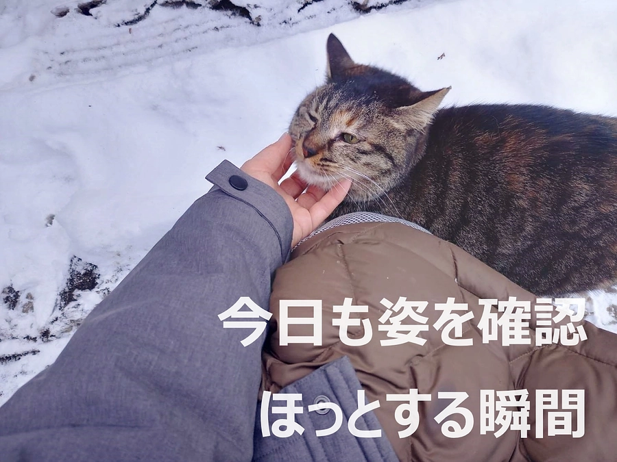 雪の中の見守り猫