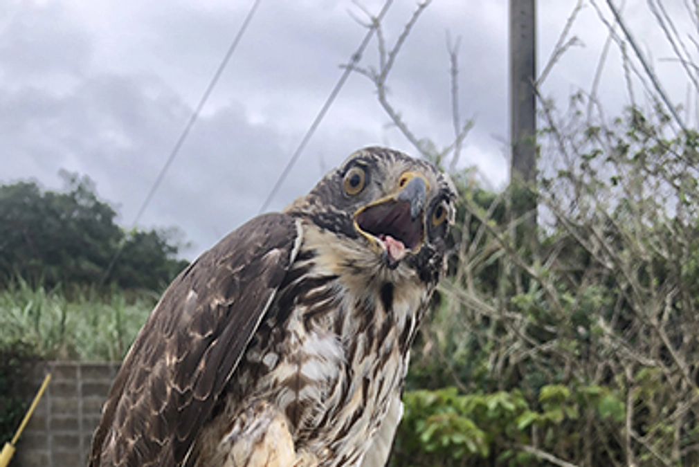 【第一弾のサシバたち】川上①