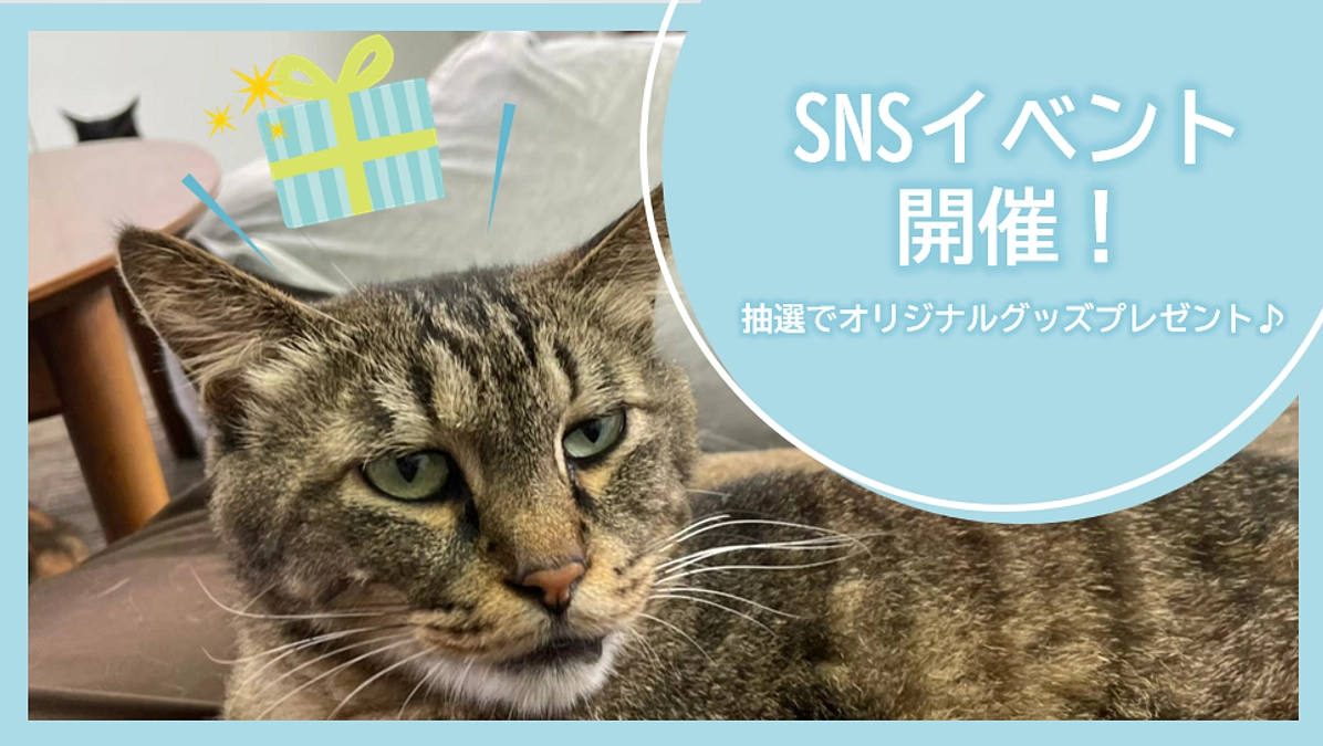 クラファン応援イベント開催！SNSでも応援をお願いします！