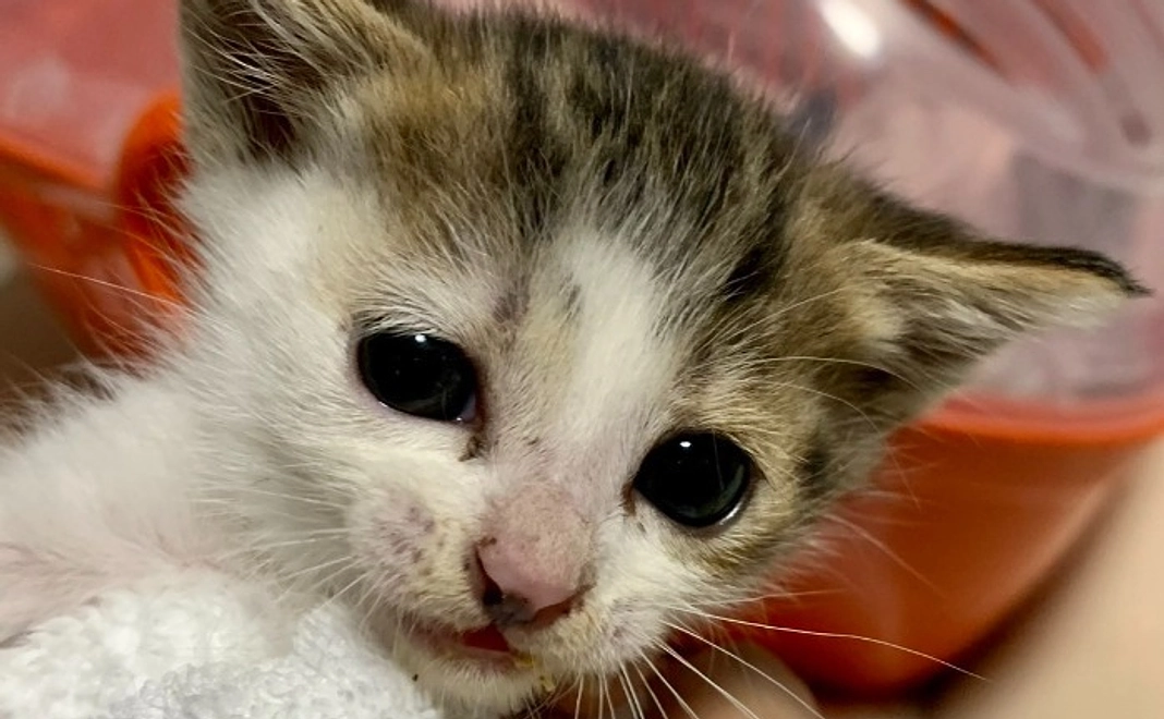 【リターン不要】シェルター開設応援コース|3千円