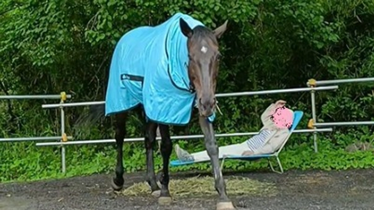 騎乗せずに馬と過ごすメニュー【1Dayリトリート】