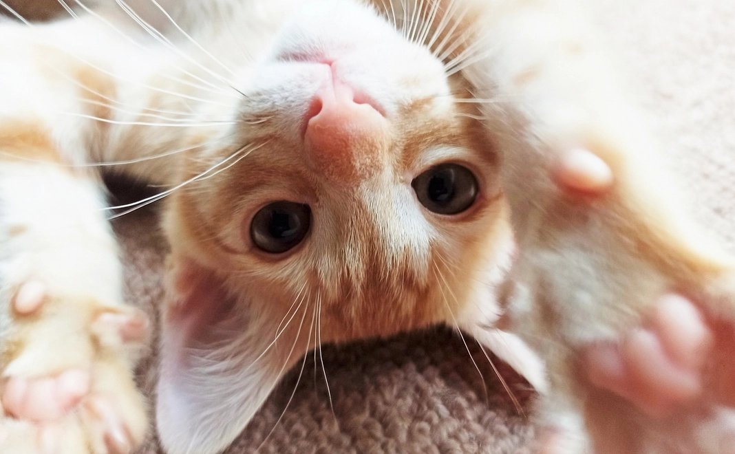 【リターンなし】全力応援!1万円コース