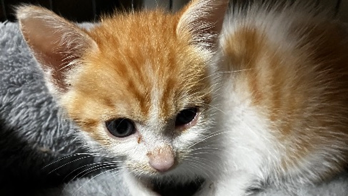 体調不良の子猫