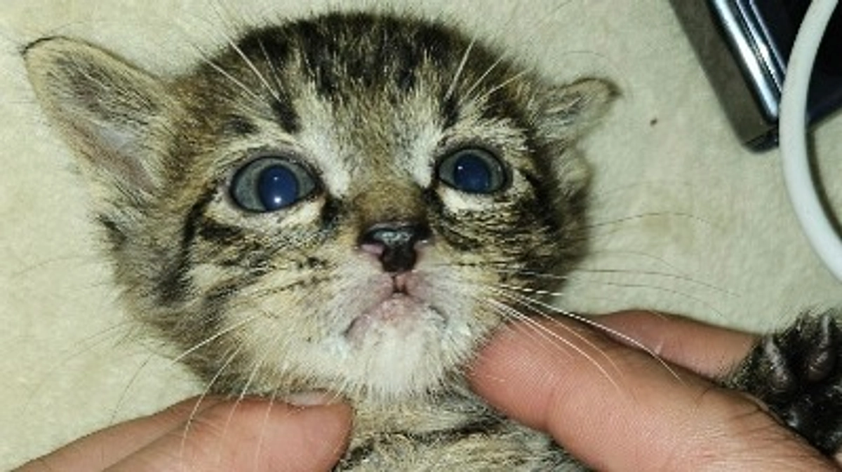 新たな保護猫、赤ちゃん猫のエっちゃん