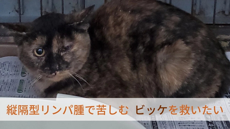 殺処分されるはずだったリンパ腫の猫「ビッケ」を救いたい。