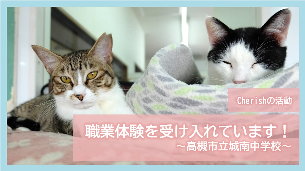 Cherishの活動｜職業体験を受け入れています！～高槻市立城南中学校～