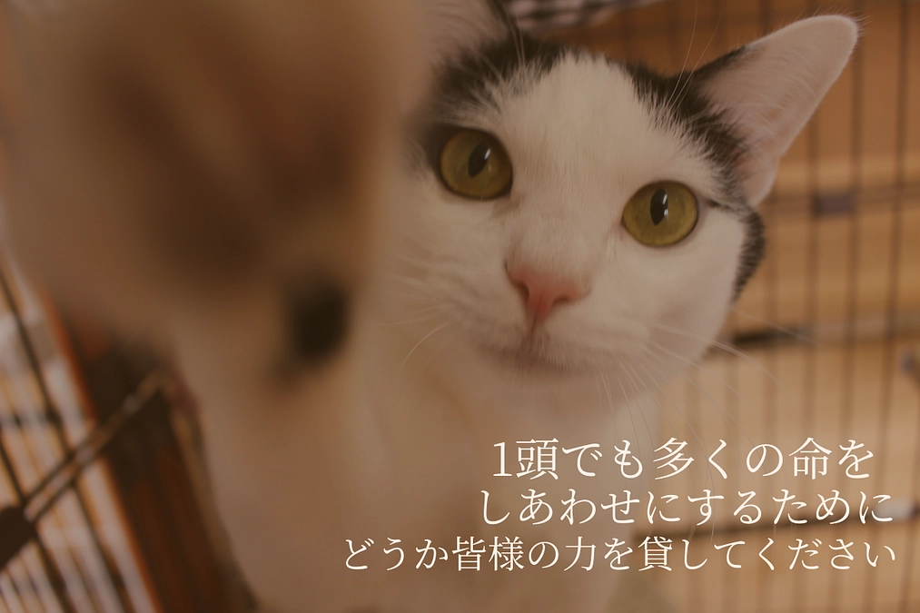 ハッシュタグ企画を開催します！どうか皆さまの温かな想いと共にご協力下さい