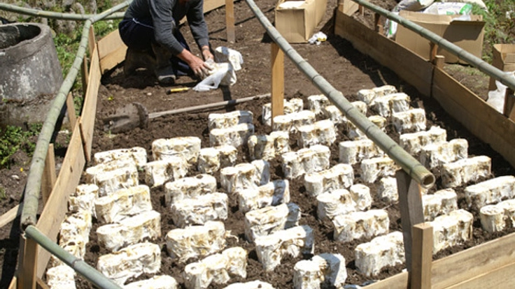 霊芝栽培木の殺菌のための常圧蒸し窯を購入したい！