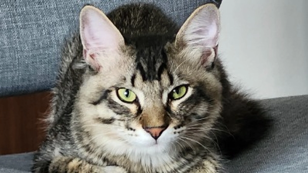 キジくん活動報告（12/13）