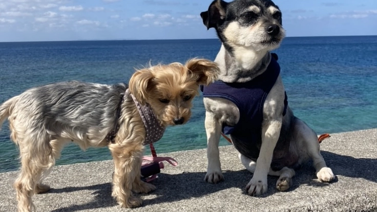 保護犬ももの胸膜腹膜ヘルニア手術•治療費のご支援どうかお願いします 3枚目