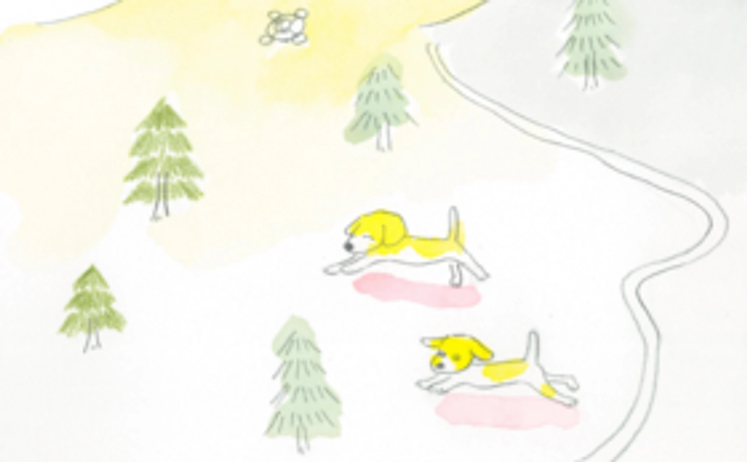 純粋応援コース