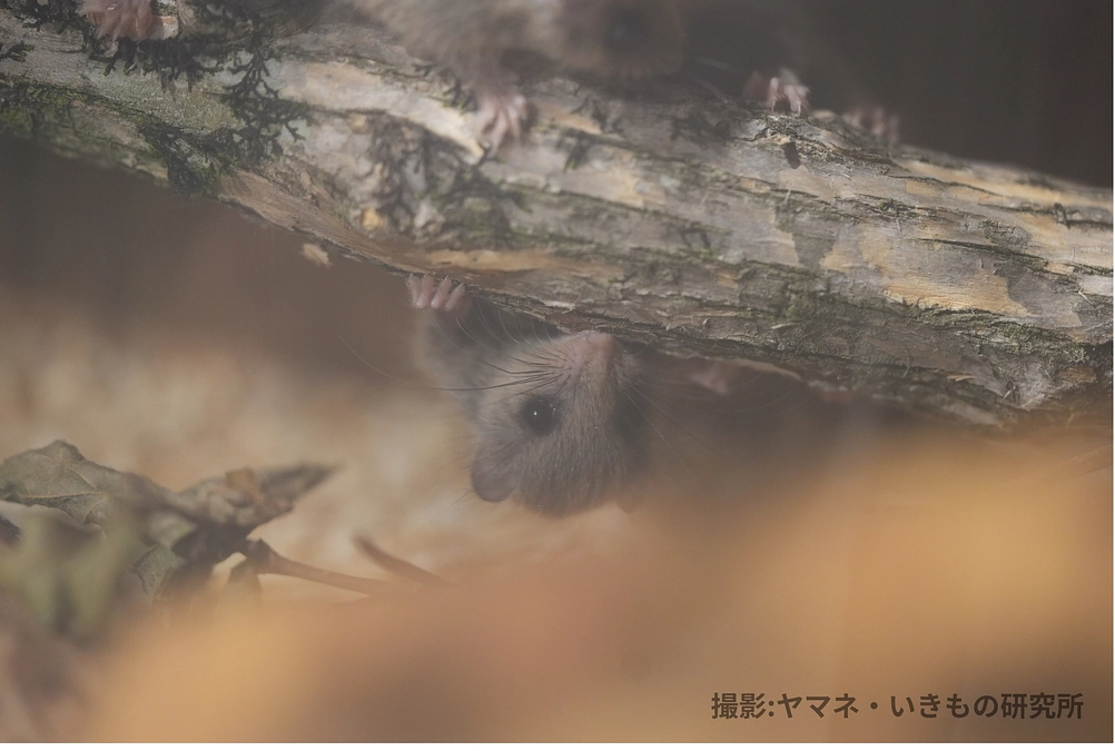 🌿ヤマネ保育日誌⑧🌿