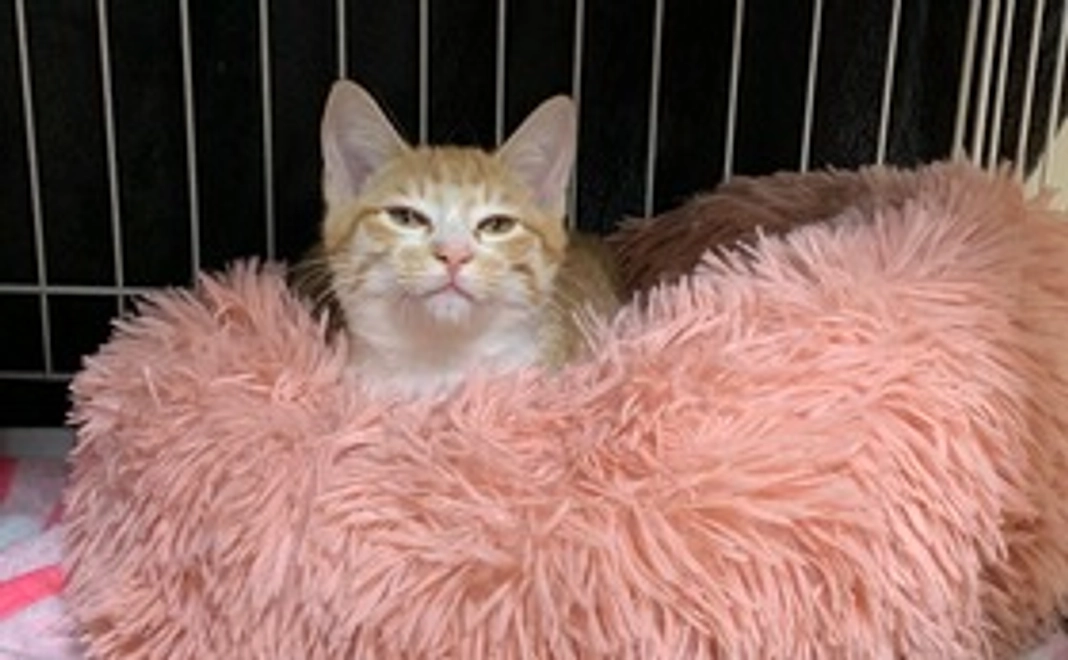 【3,000円】応援コース