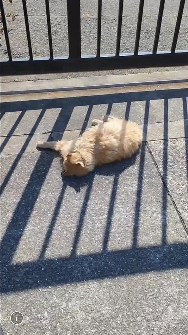 連投申し訳ございません