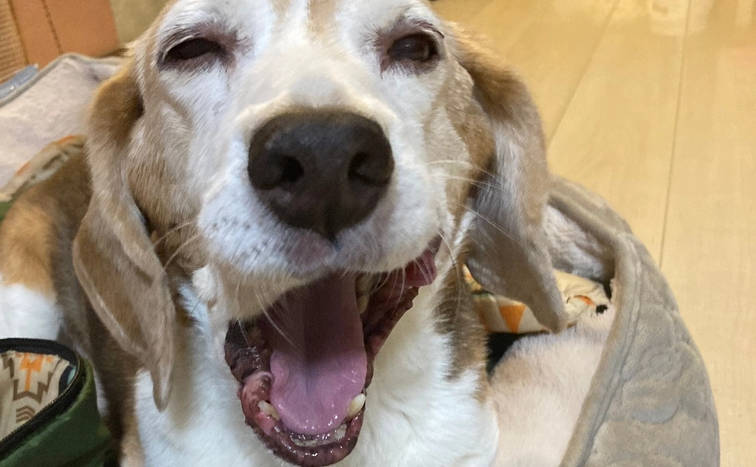 感謝のメール、写真