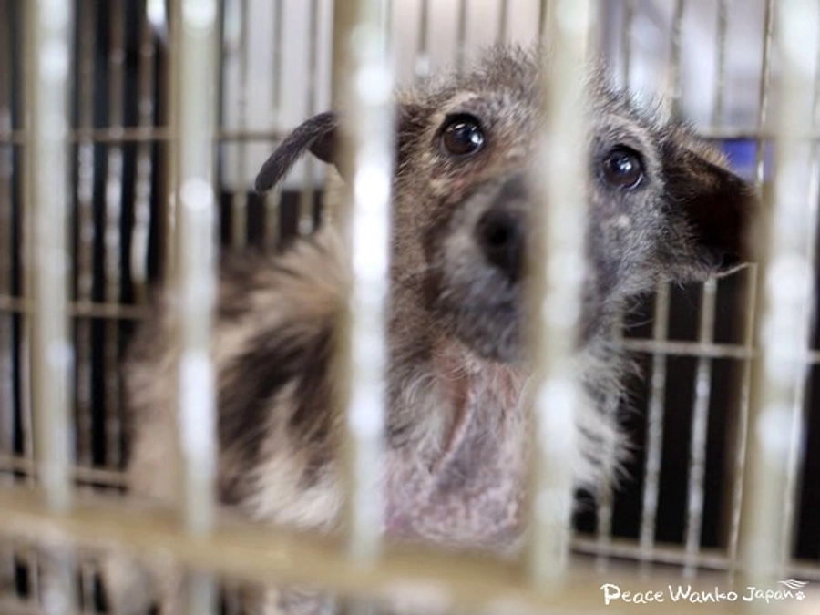 瀕死。ボロボロの野犬の親子を救う