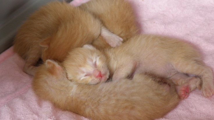 生後間もない子猫の命を繋ぐ。京都に子猫の初期医療を届けるしくみを 4枚目