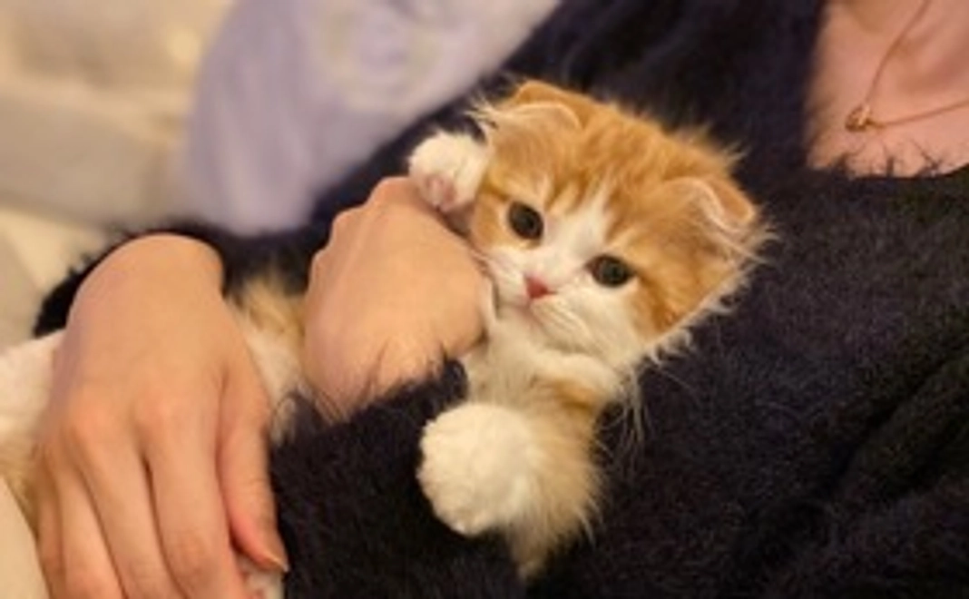 ① お礼のメール（リターン不要）