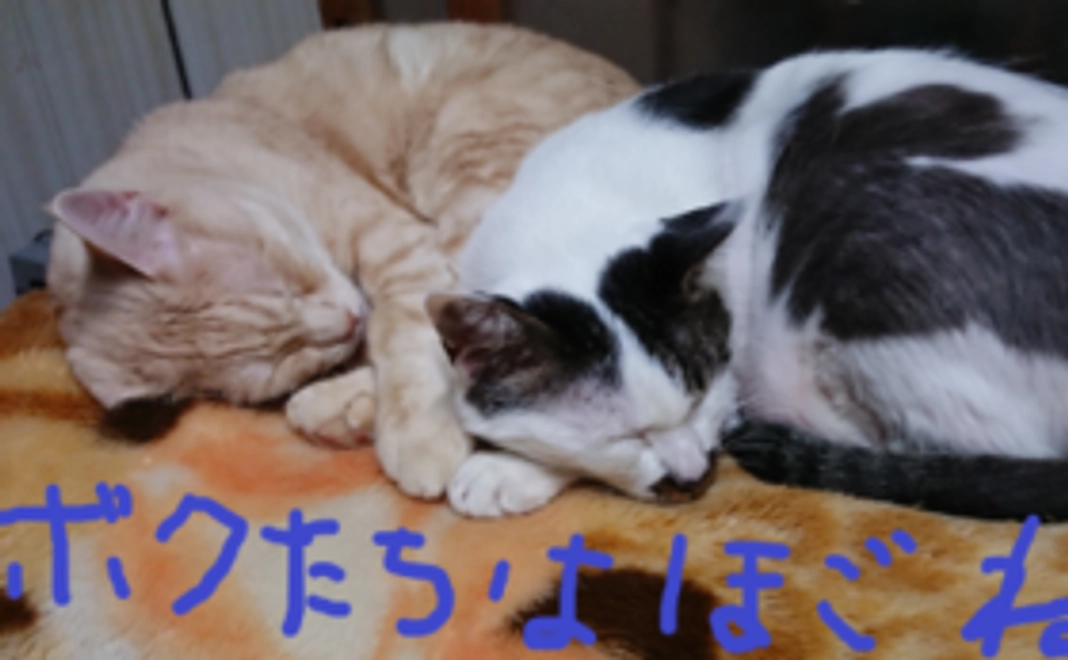 感謝のメール　にゃ～ん