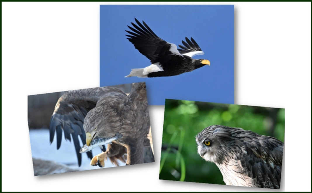 ポストカード クラファン限定Ver. (3枚セット)