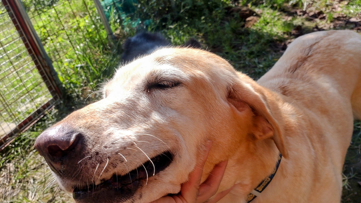 ご支援ありがとうございます