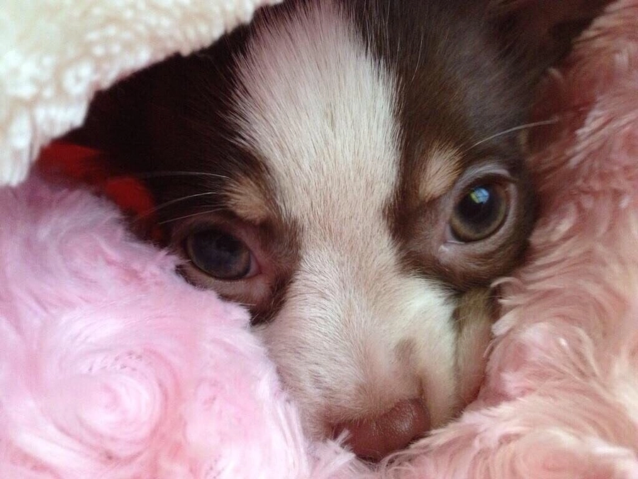 2023.11.23 ティアラの紹介🐶