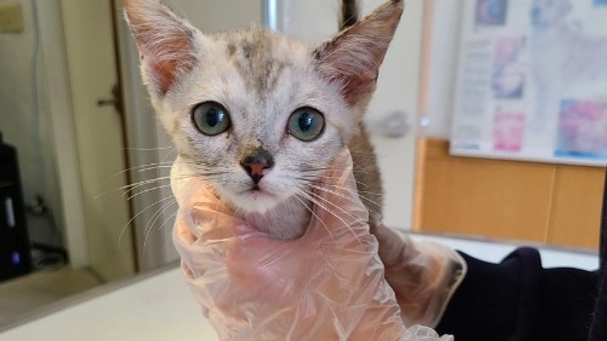 【残り28時間・62.1万円で達成です⭐️】酷い皮膚病の状態で遺棄されていた8頭を緊急保護しました③