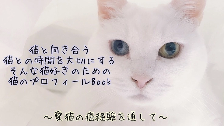 猫と向き合い猫との時間を大切にする猫のプロフィールBを作成したい！