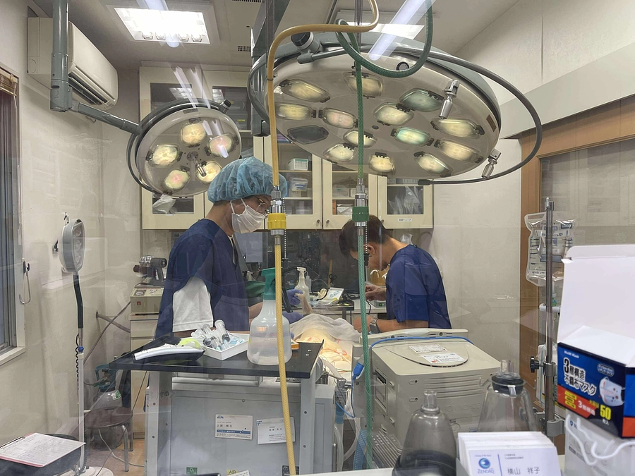 灼熱の埋立地で──白猫レオナール、電気化学療法の一日