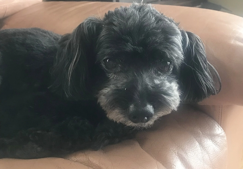 「返済日とクラファン終了日」について