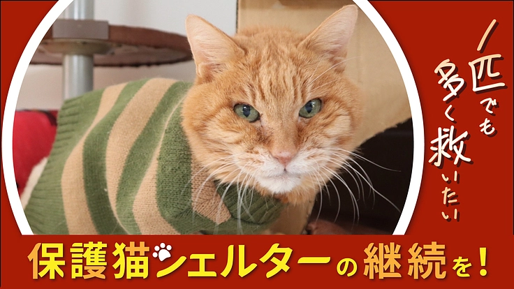 シニア・傷病猫を救うねこひげハウス|シェルター活動継続を目指して!