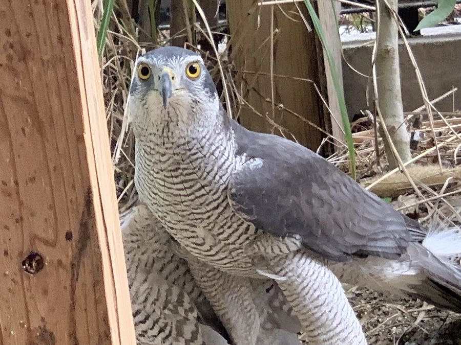 チャレンジ！目標1000万円！