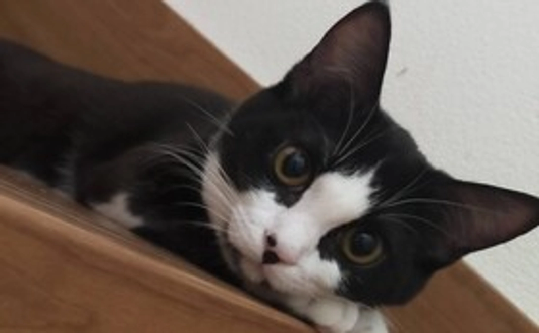 ご支援よろしくお願いします!! 感謝のメール、FIP治療の経過をお送りいたします。