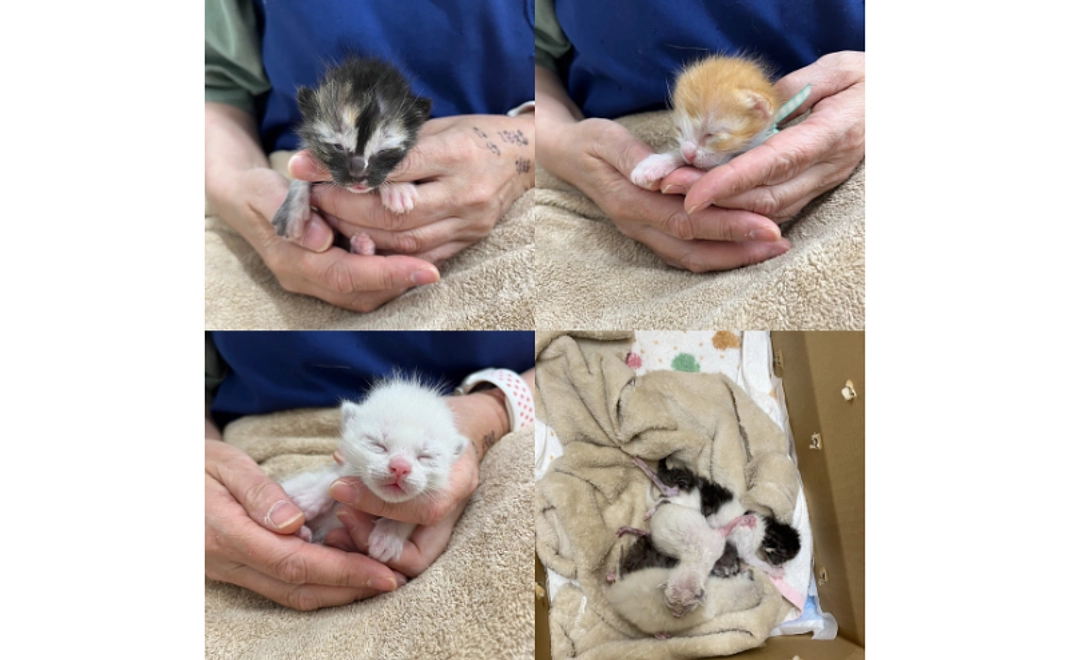 ちびちびにゃんからありがとう(リターン不要の方向け応援コース)