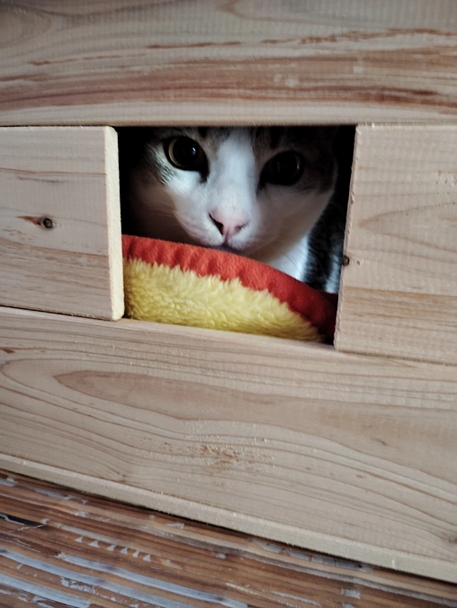 あと1日になりました！保護猫ちゃんの紹介⑤