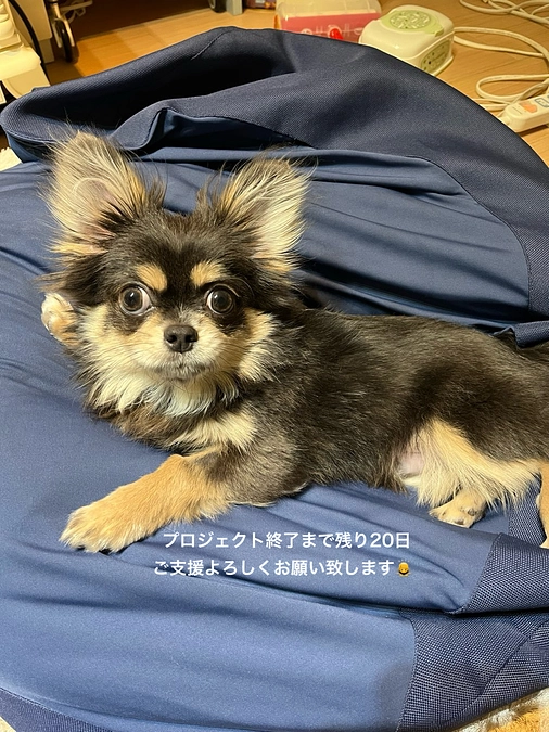 プロジェクト終了まで残り20日　今日も元気に過ごしています　活動報告4回目