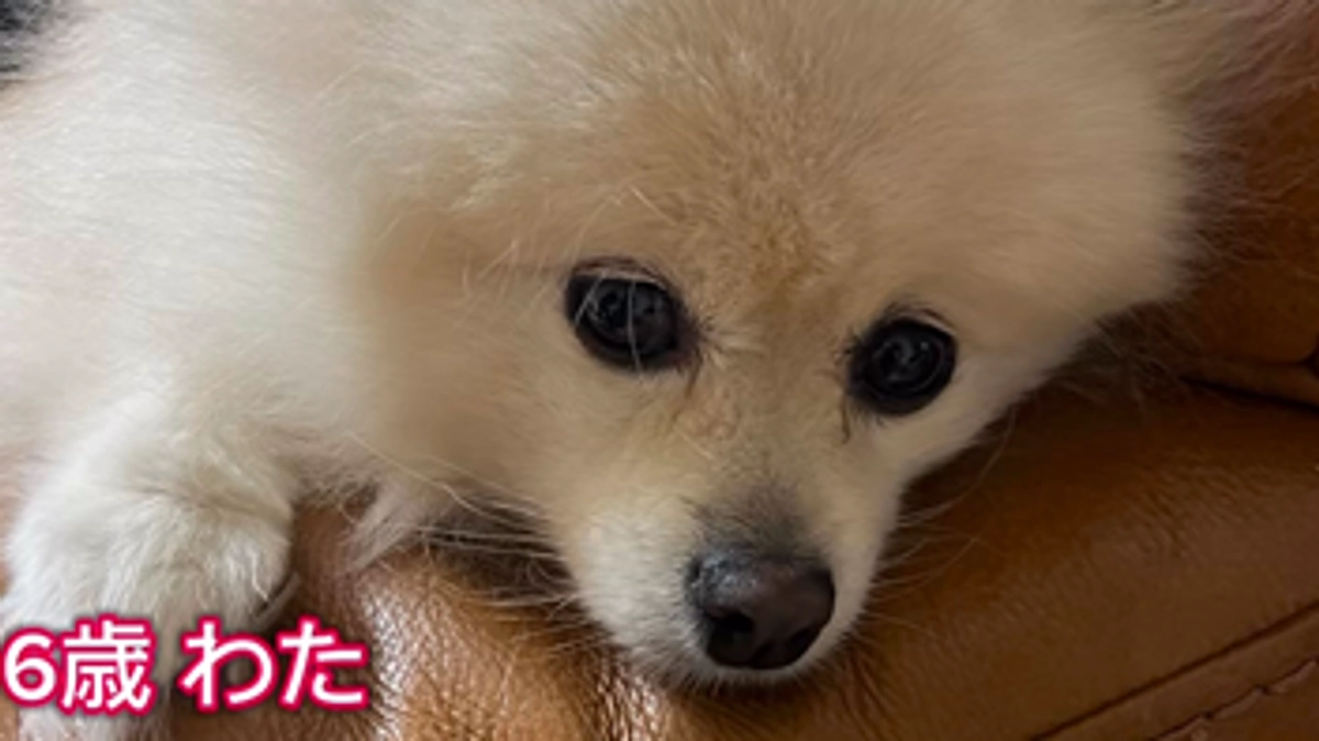 残り２５時間（公開３８日目）