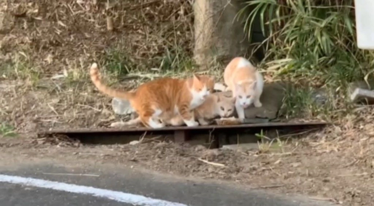 この子たち、TNRしました！