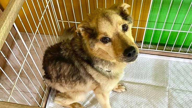 一頭入魂！殺処分ゼロを目標にした保護活動を継続させるために