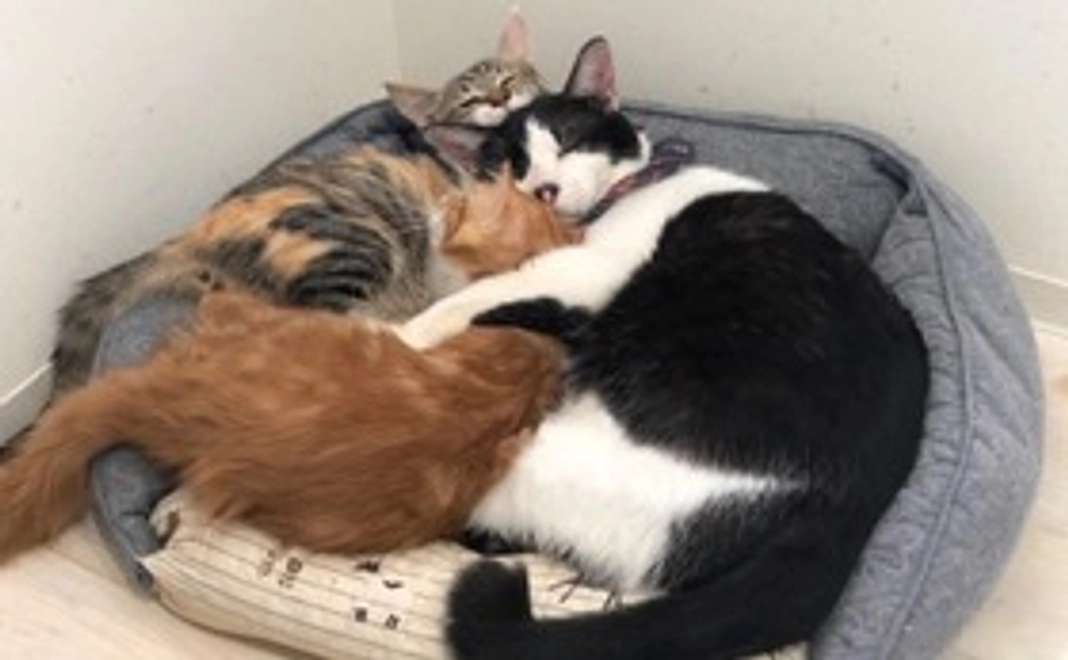 にゃんこ幸せ全力で応援コース｜1万円