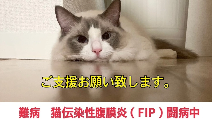 猫難病FIPと闘う小さな命にどうかお力添えいただけませんでしょうか