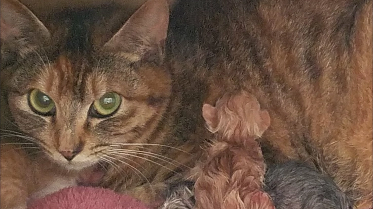 人と動物の共生を目指して～吾輩は地域で生きる猫である～第３弾