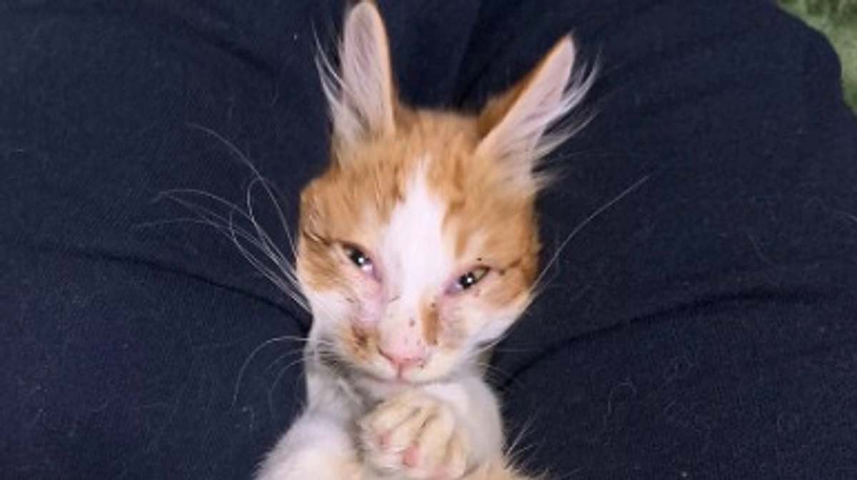 超甘えん坊！なんでもさせてくれるナポレオン