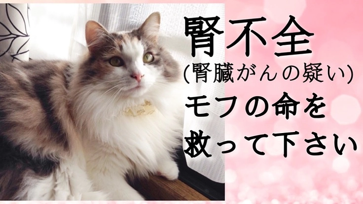 腎不全(腎臓がんの疑い)のモフを助けてください。