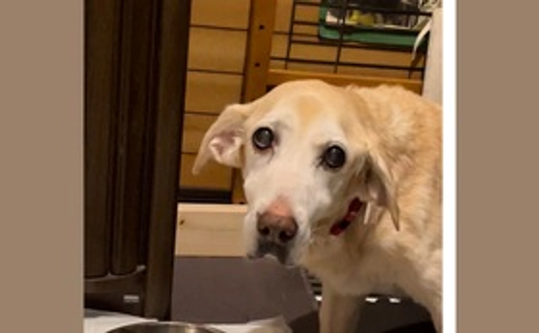 ねねに優しいお気持ちと応援1リターン不要