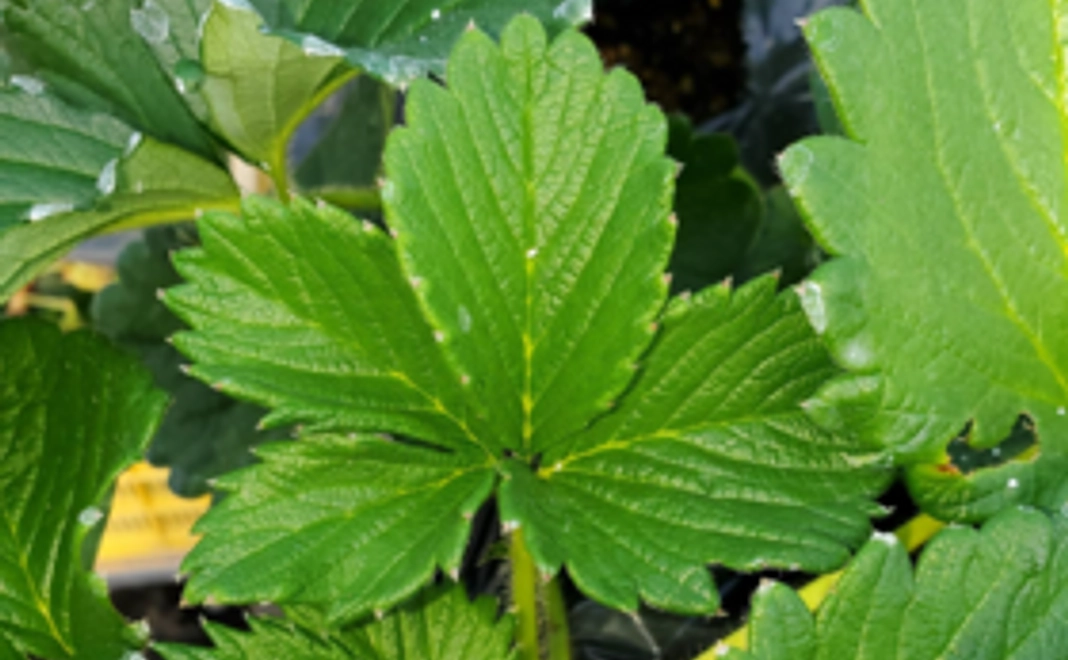 全力応援コース＊リターンのほとんどが資材購入に充てさせて頂きます