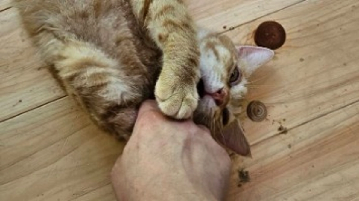 甘えん坊でかまってちゃん、ご機嫌なピニャ