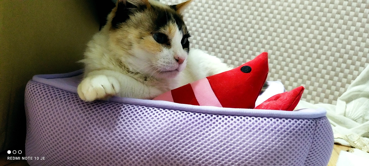 高齢者向け施設　寮母さんのお仕事