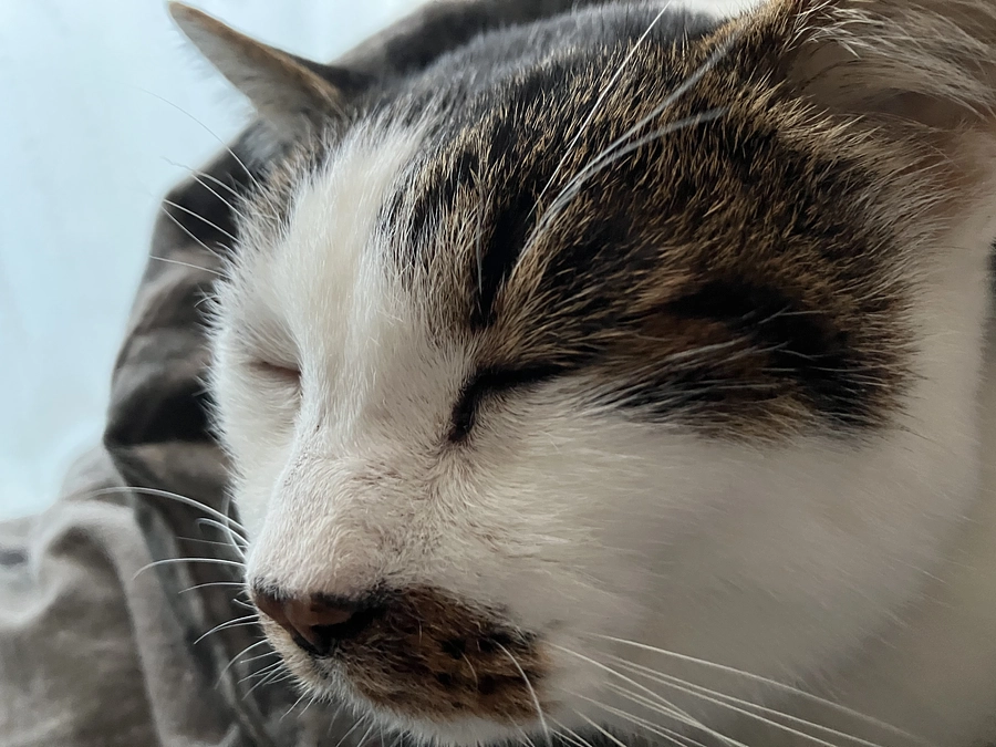 緊急受診と今後の方針